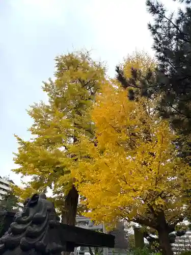 福井神社(福井県)