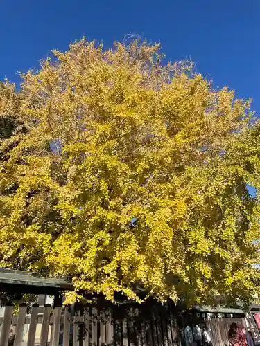 三嶋大社(静岡県)