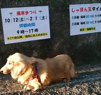 三井寺（平等寺）の{uncategorized: "未分類", other: "その他", undefined: "問題あり", building: "その他建物", grave: "お墓", sacred_gate: "鳥居", guardian: "狛犬", statue: "像", buddha: "仏像", history: "歴史", nature: "自然", garden: "庭園", animal: "動物", pagoda: "塔", temizu: "手水舎", mountain_gate: "山門・神門", sanctuary: "本殿・本堂", subordinate: "末社・摂社", art: "芸術", scenery: "景色", jizo: "地蔵", ema: "絵馬", goshuin: "御朱印", omikuji: "おみくじ", items: "授与品その他", amulet: "お守り", goshuincho: "御朱印帳", eats: "食事", festival: "お祭り", votive_dance: "神楽", shichigosan: "七五三参", wedding: "結婚式", experience: "体験その他", initially: "初詣", around: "周辺", anti_infection: "感染症対策"}