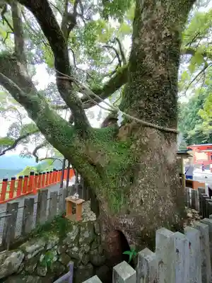 熊野那智大社の自然