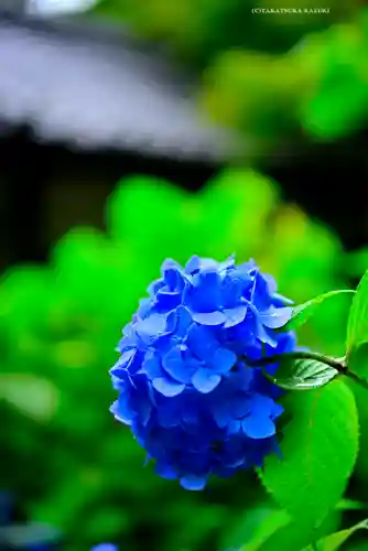 明月院(神奈川県)