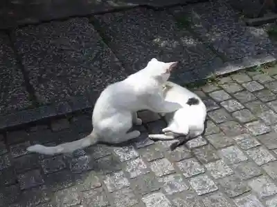 雪塚稲荷神社の動物