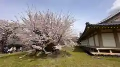 醍醐寺(京都府)