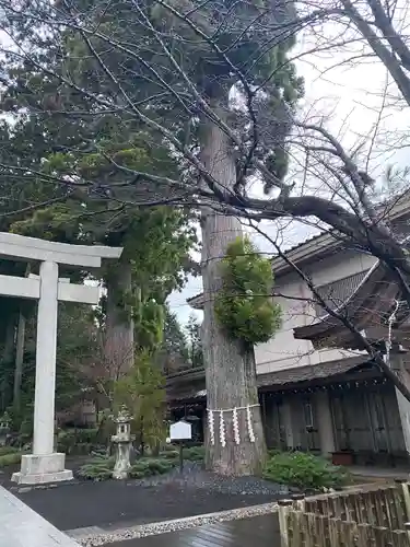富士山東口本宮 冨士浅間神社の自然