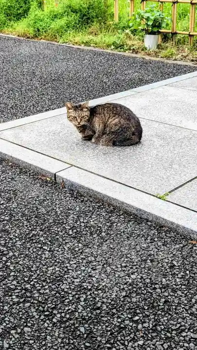 白金氷川神社の動物