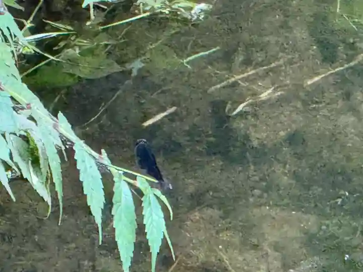 常堅寺(岩手県)