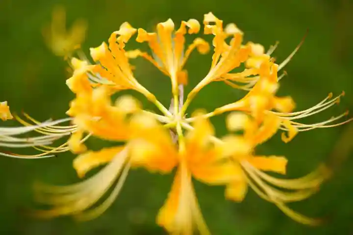 横浜 西方寺の自然