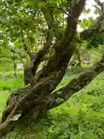 上青谷観音の自然