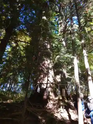 戸隠神社火之御子社(長野県)