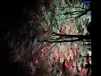 土津神社|こどもと出世の神さま(福島県)