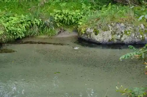 蓮華寺（洛北蓮華寺）の動物
