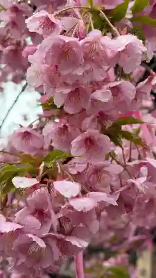 桜神宮(東京都)