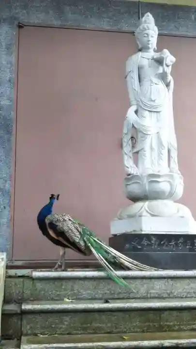 楽法寺(雨引観音)の動物