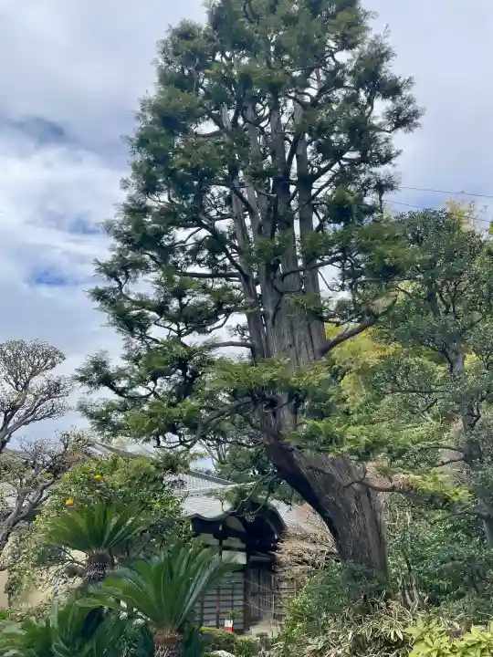 法真寺の{uncategorized: "未分類", other: "その他", undefined: "問題あり", building: "その他建物", grave: "お墓", sacred_gate: "鳥居", guardian: "狛犬", statue: "像", buddha: "仏像", history: "歴史", nature: "自然", garden: "庭園", animal: "動物", pagoda: "塔", temizu: "手水舎", mountain_gate: "山門・神門", sanctuary: "本殿・本堂", subordinate: "末社・摂社", art: "芸術", scenery: "景色", jizo: "地蔵", ema: "絵馬", goshuin: "御朱印", omikuji: "おみくじ", items: "授与品その他", amulet: "お守り", goshuincho: "御朱印帳", eats: "食事", festival: "お祭り", votive_dance: "神楽", shichigosan: "七五三参", wedding: "結婚式", experience: "体験その他", initially: "初詣", around: "周辺", anti_infection: "感染症対策"}