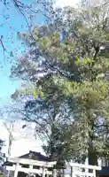 睦神社(埼玉県)