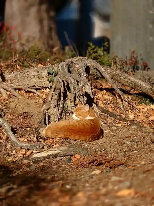 淡洲神社(太郎丸)の{uncategorized: "未分類", other: "その他", undefined: "問題あり", building: "その他建物", grave: "お墓", sacred_gate: "鳥居", guardian: "狛犬", statue: "像", buddha: "仏像", history: "歴史", nature: "自然", garden: "庭園", animal: "動物", pagoda: "塔", temizu: "手水舎", mountain_gate: "山門・神門", sanctuary: "本殿・本堂", subordinate: "末社・摂社", art: "芸術", scenery: "景色", jizo: "地蔵", ema: "絵馬", goshuin: "御朱印", omikuji: "おみくじ", items: "授与品その他", amulet: "お守り", goshuincho: "御朱印帳", eats: "食事", festival: "お祭り", votive_dance: "神楽", shichigosan: "七五三参", wedding: "結婚式", experience: "体験その他", initially: "初詣", around: "周辺", anti_infection: "感染症対策"}
