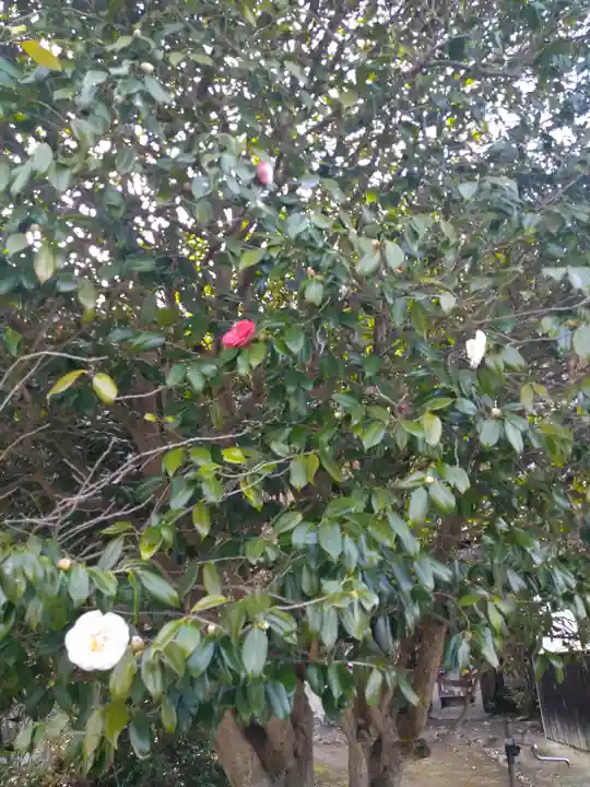 青木大師の自然