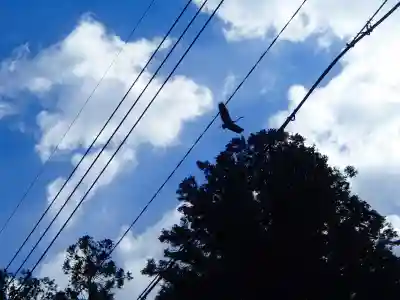 春日神社の動物