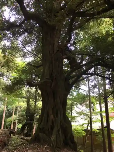 若狭神宮寺の自然