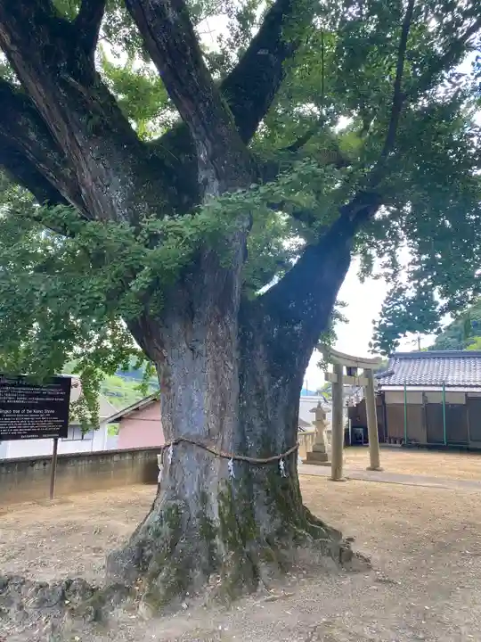 賀茂神社の自然