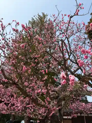 射水神社の{uncategorized: "未分類", other: "その他", undefined: "問題あり", building: "その他建物", grave: "お墓", sacred_gate: "鳥居", guardian: "狛犬", statue: "像", buddha: "仏像", history: "歴史", nature: "自然", garden: "庭園", animal: "動物", pagoda: "塔", temizu: "手水舎", mountain_gate: "山門・神門", sanctuary: "本殿・本堂", subordinate: "末社・摂社", art: "芸術", scenery: "景色", jizo: "地蔵", ema: "絵馬", goshuin: "御朱印", omikuji: "おみくじ", items: "授与品その他", amulet: "お守り", goshuincho: "御朱印帳", eats: "食事", festival: "お祭り", votive_dance: "神楽", shichigosan: "七五三参", wedding: "結婚式", experience: "体験その他", initially: "初詣", around: "周辺", anti_infection: "感染症対策"}