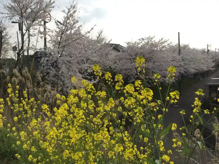 八幡神社の自然