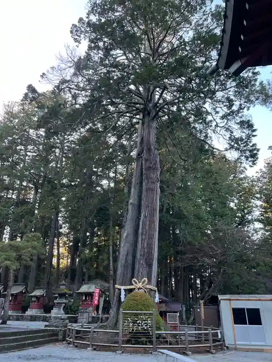 北口本宮冨士浅間神社の自然