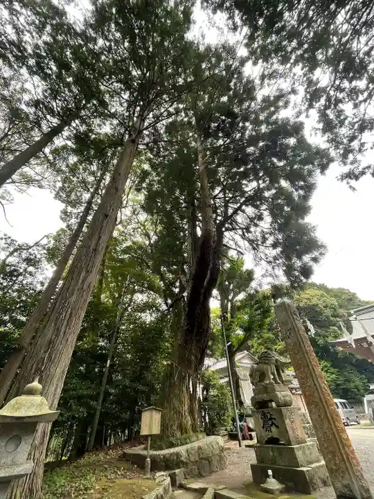 東大野八幡神社の自然