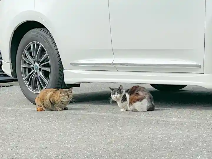七宮神社の動物