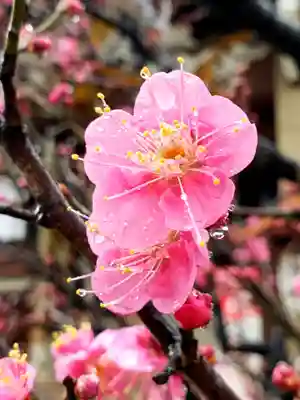 諏訪神社(東京都)