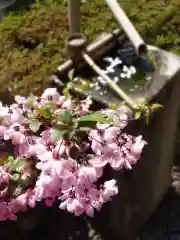 海蔵寺の庭園