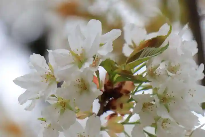 金王八幡宮(東京都)
