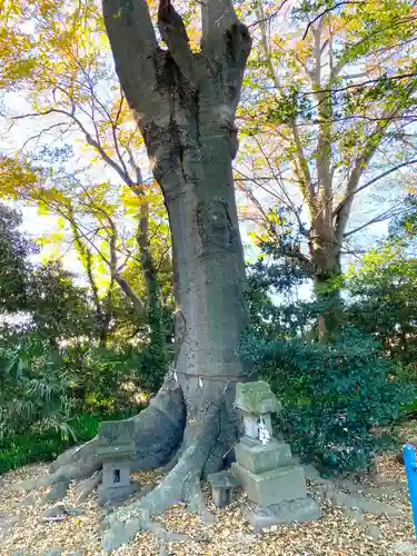 稲荷神社の自然