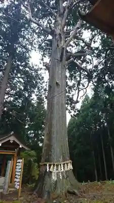 新山神社の自然