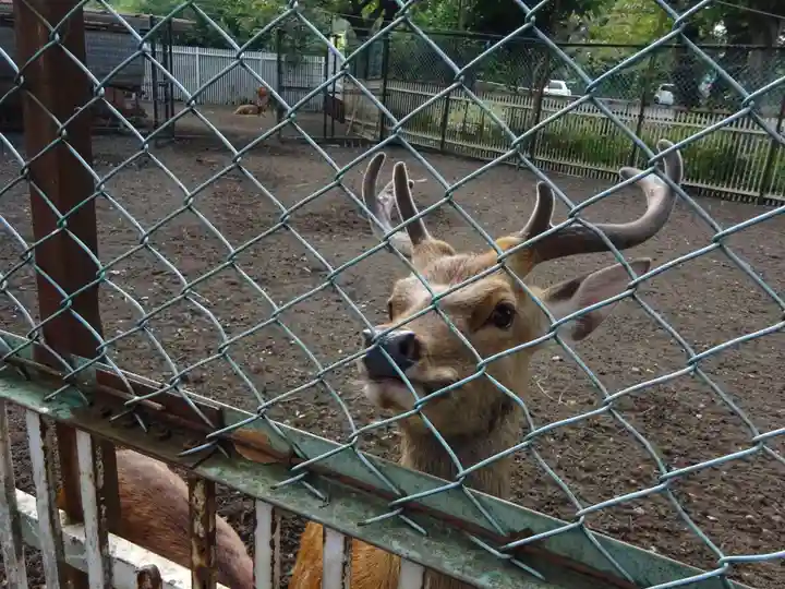 相州春日神社の動物