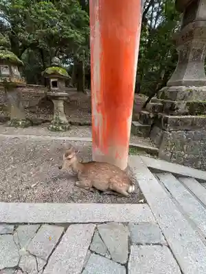 春日大社(奈良県)