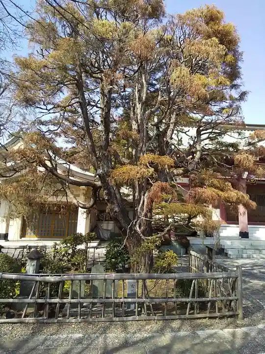 禪定院(東京都)