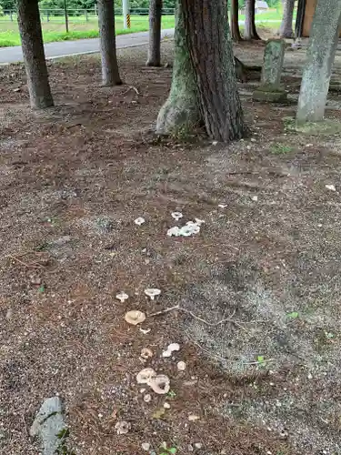 鹿島神社の自然