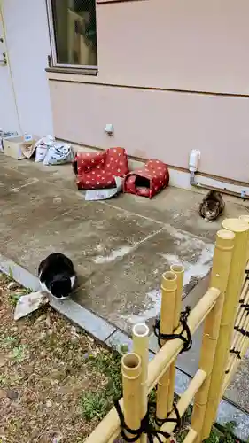 白金氷川神社の動物