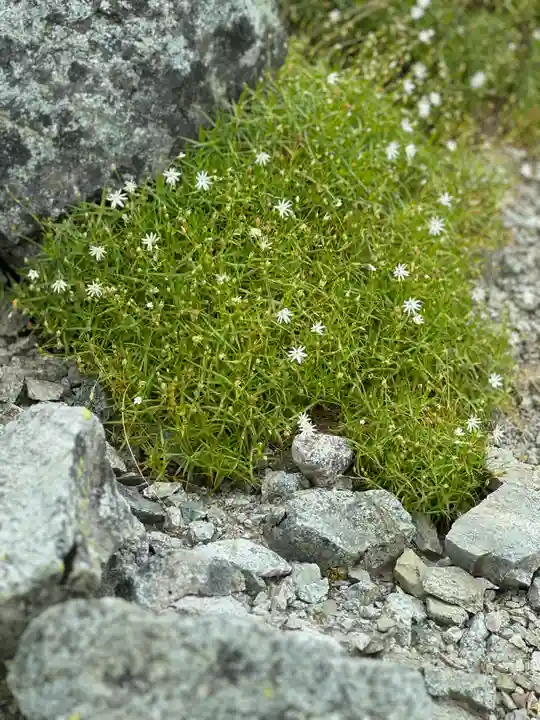 雄山神社峰本社の自然