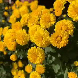 豊景神社の自然(2021年10月17日(日) 05時59分18秒投稿)
