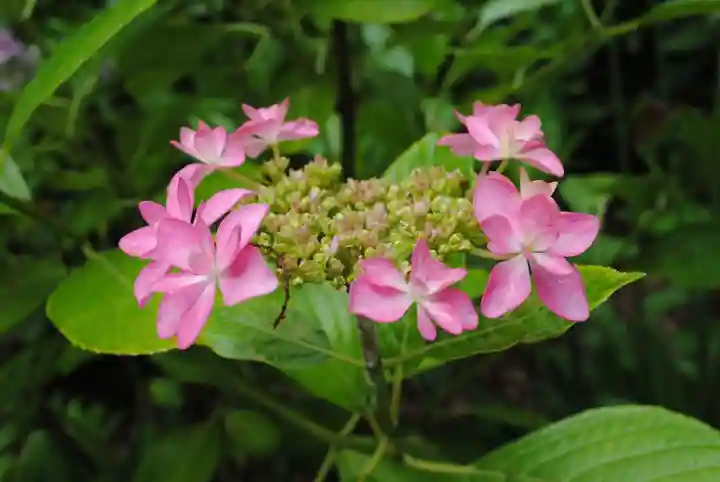 二本松寺(茨城県)