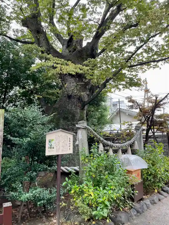 溝口神社(神奈川県)