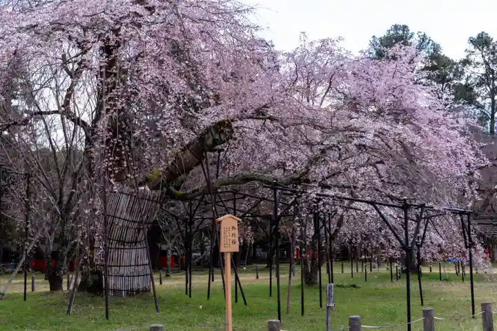 賀茂別雷神社(上賀茂神社)(京都府)