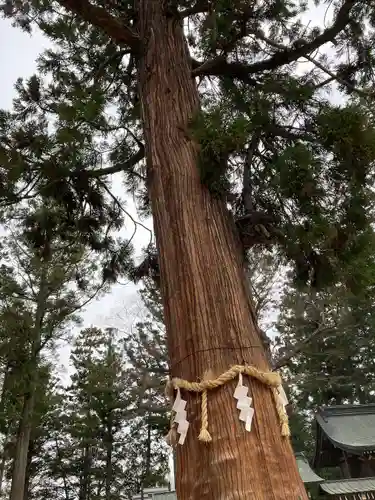 穂高神社本宮の自然