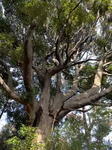 浅間神社の自然