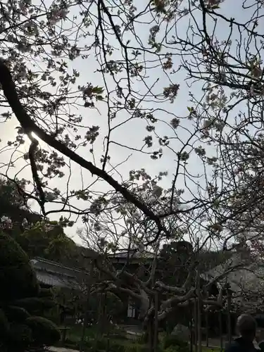極楽寺（霊鷲山感應院極楽律寺）の自然