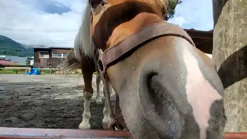 小室浅間神社の動物