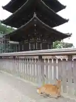 興福寺の動物