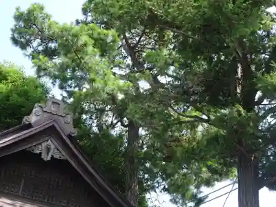 高円寺天祖神社の自然